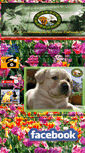 Mobile Screenshot of labradoresdemexico.com